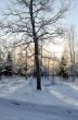 Winter soft colors