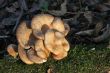 Mushrooms