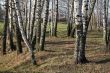 Among birches