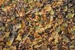 Autumn foliage