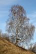 High birch