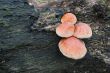Mushrooms
