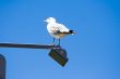 seagull at the light