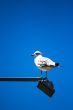seagull at the light