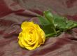 yellow rose