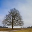 leafless tree