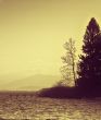 tree and lake