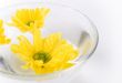 yellow flowers close up