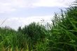 year landscape