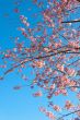 Sakura and Vivid Blue Sky