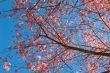 Sakura and Vivid Blue Sky