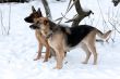 A pair of german shepherd looking for the owner