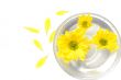 yellow flowers in water and petals