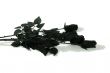 Black Roses