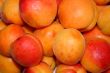 fresh apricot