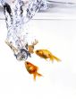 Golden fishes