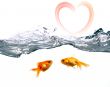 Golden fishes
