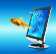 Fish and screen1