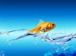 Golden fish
