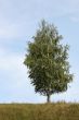 Lonely birch
