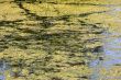 Marshy creek