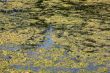 Marshy creek