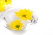 yellow flowers