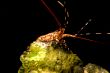 Coral with lobster