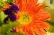 Orange marguerite