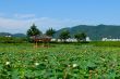 Lotus pond