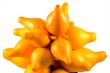 Solanum mammosum