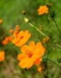Orange marguerite