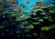 Corals with fish