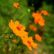Orange marguerite