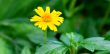 Yellow marguerite