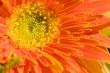 Orange marguerite