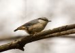 nuthatch