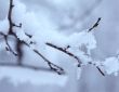 snow on the branch of tree