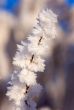 Hoarfrost
