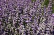 Beautiful purple blooming lavender