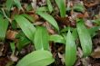 Ramson in spring