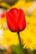 Tulip on yellow background