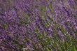 Beautiful purple blooming lavender