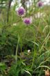 flowering wild leek