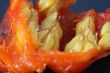 rosehip
