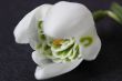 snowdrop