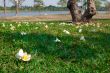 Flowers on the Grasses