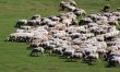 sheep herd on green meadow