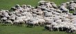 sheep herd on green meadow