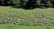 sheep herd on green meadow